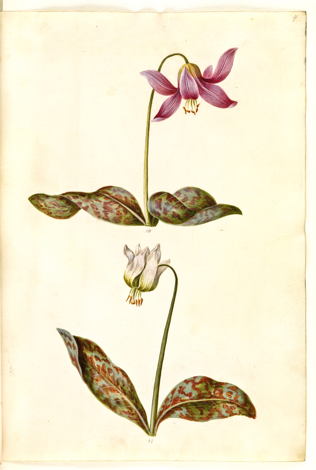 Hans Simon Holtzbecker, Erythronium dens-canis (ægte hundetand)