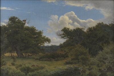 Oak Trees in Nordskoven near Jægerspris, Zealand