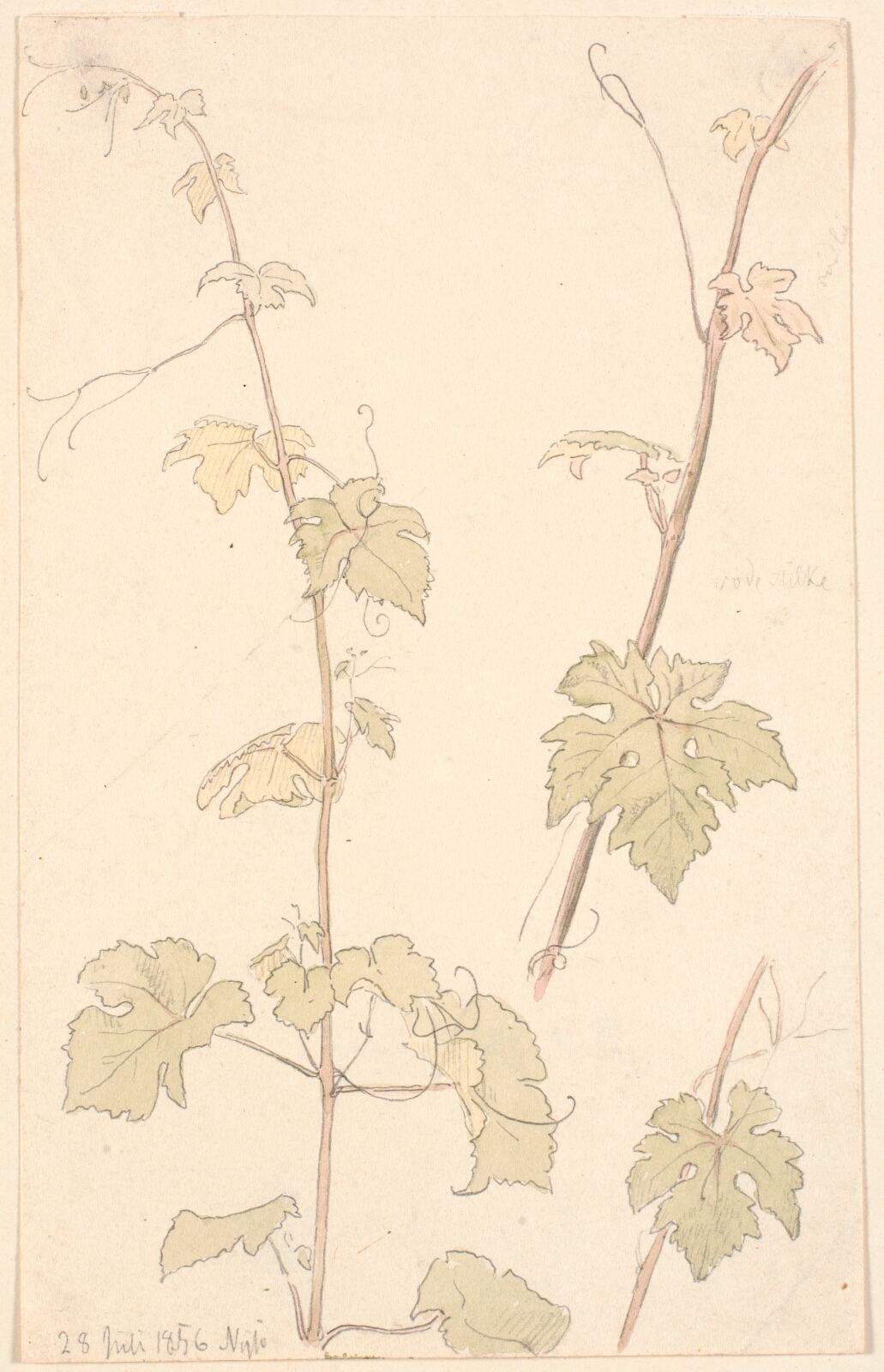 P.C. Skovgaard, Vinranker. Nysø