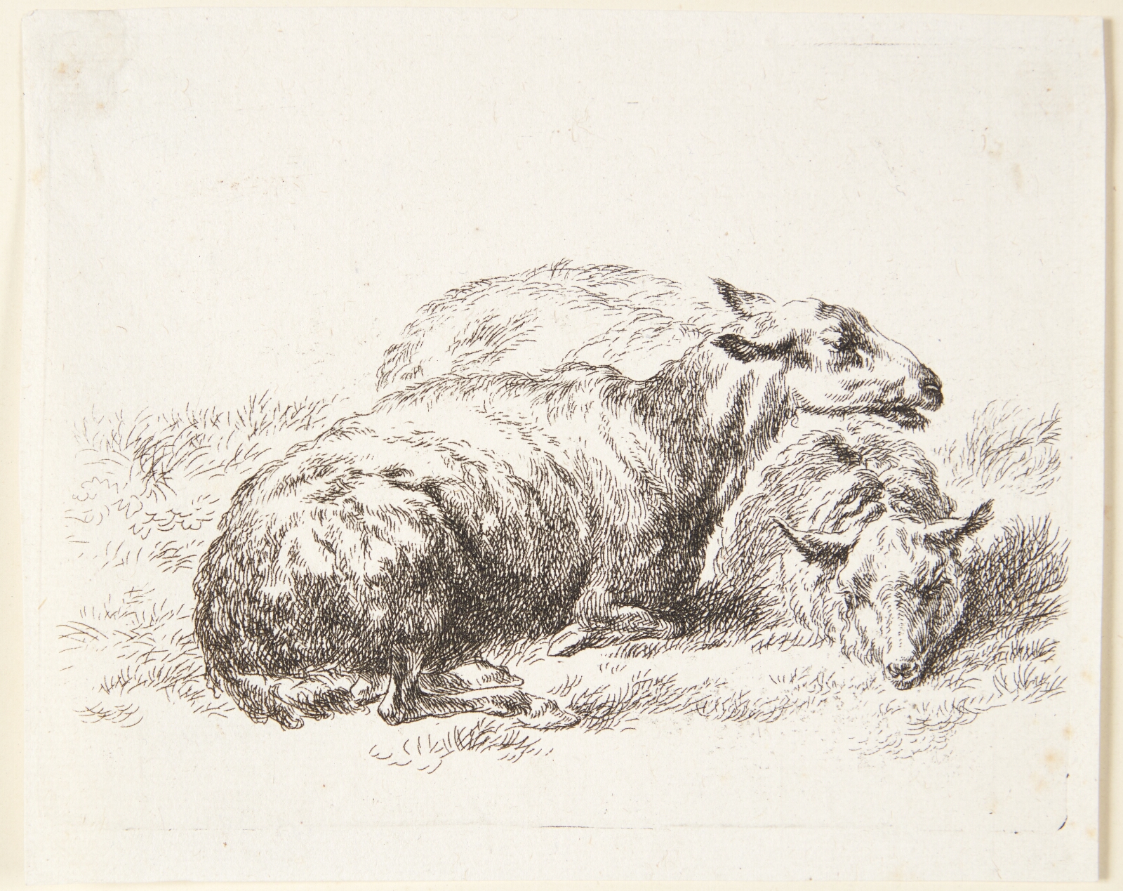 Nicolaes Berchem, To liggende får