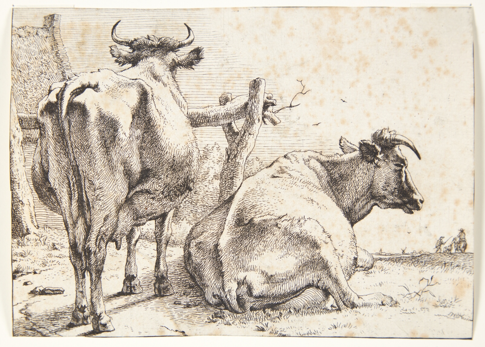 Paulus Potter, To køer, set bagfra