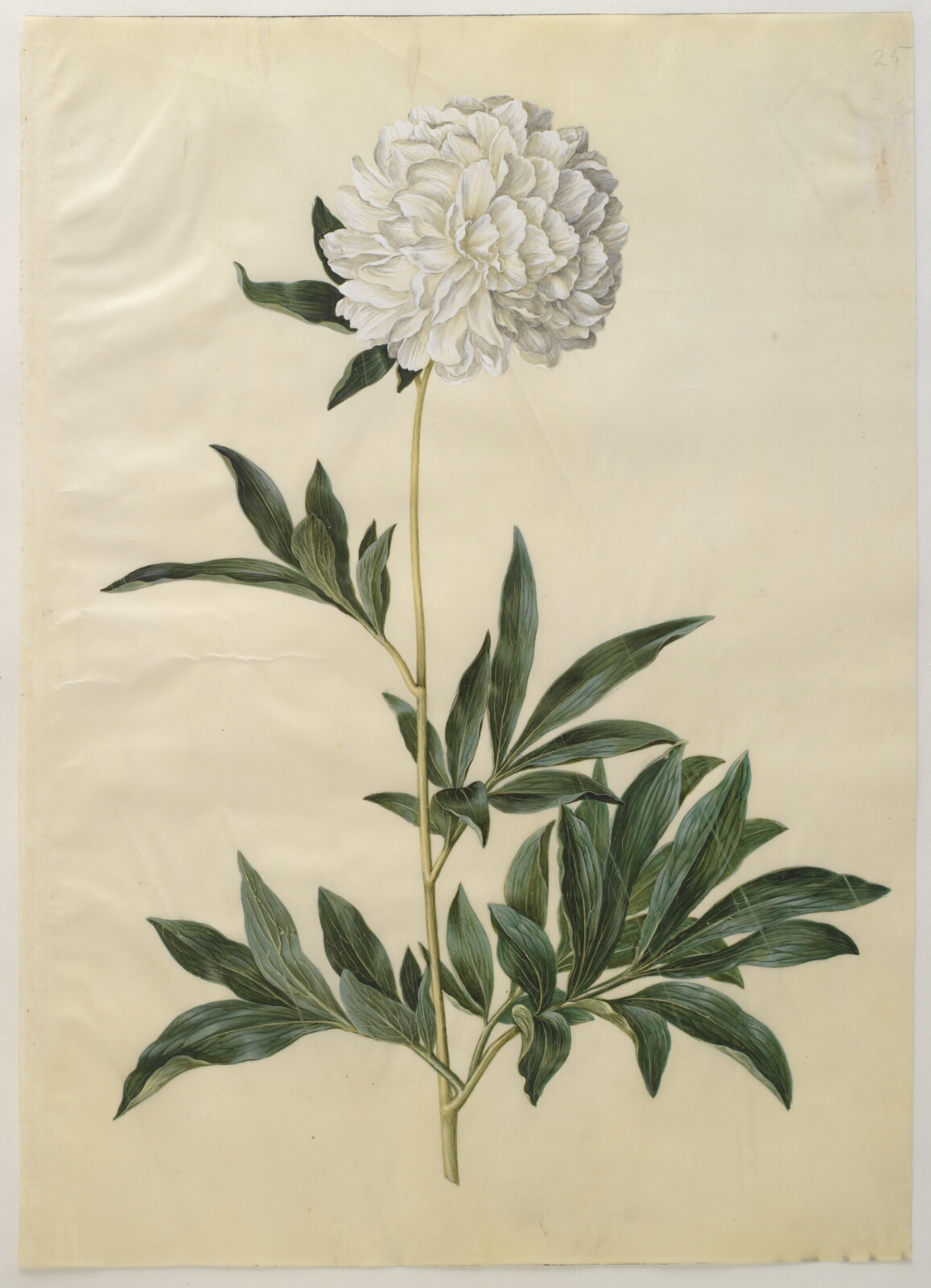Hans Simon Holtzbecker, Paeonia lactiflora (silke-pæon)
