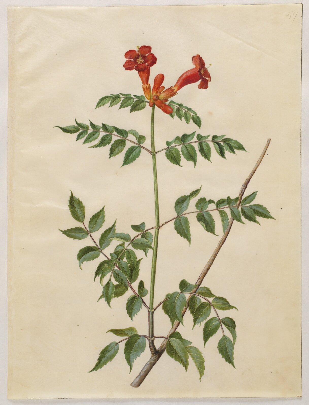 Hans Simon Holtzbecker, Campsis radicans (almindelig trompetblomst)