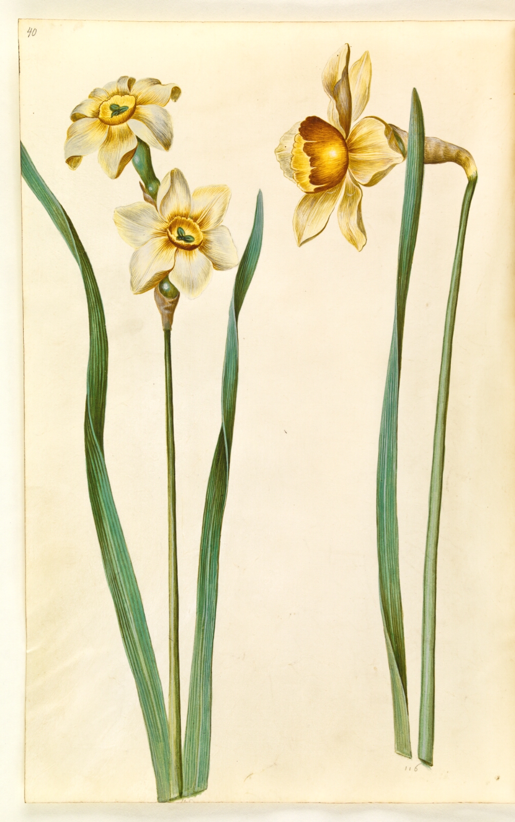 Hans Simon Holtzbecker, Narcissus ×medioluteus (toblomstret narcis); Narcissus ×incomparabilis (have-narcis)