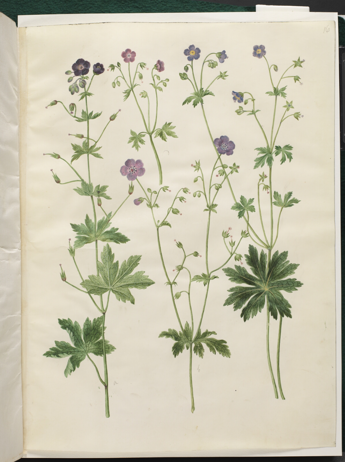 Hans Simon Holtzbecker, Geranium phaeum (bølgekronet storkenæb); Geranium sylvaticum (skov-storkenæb)