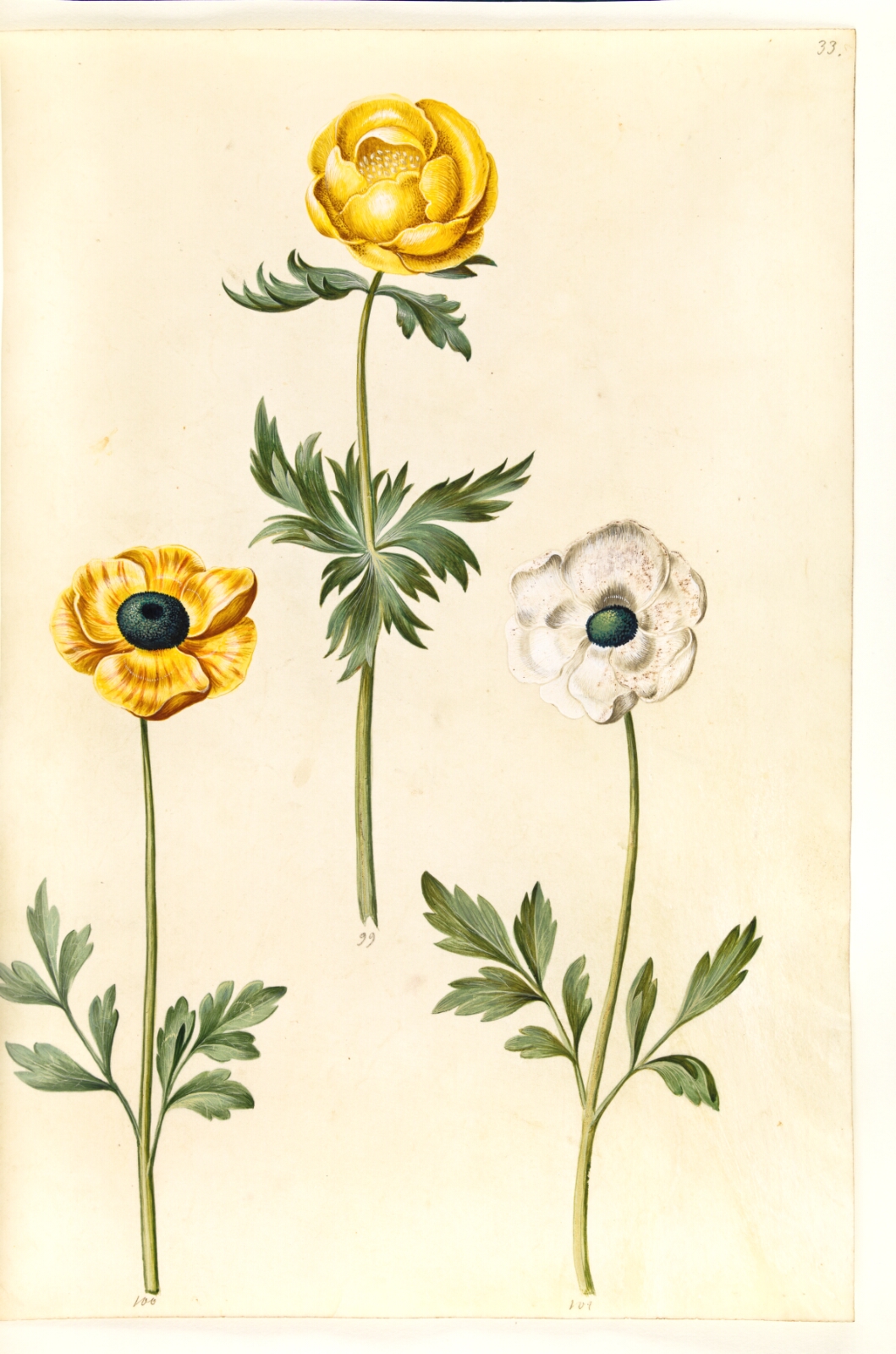 Hans Simon Holtzbecker, Trollius europaeus (europæisk engblomme); Ranunculus asiaticus (have-ranunkel)