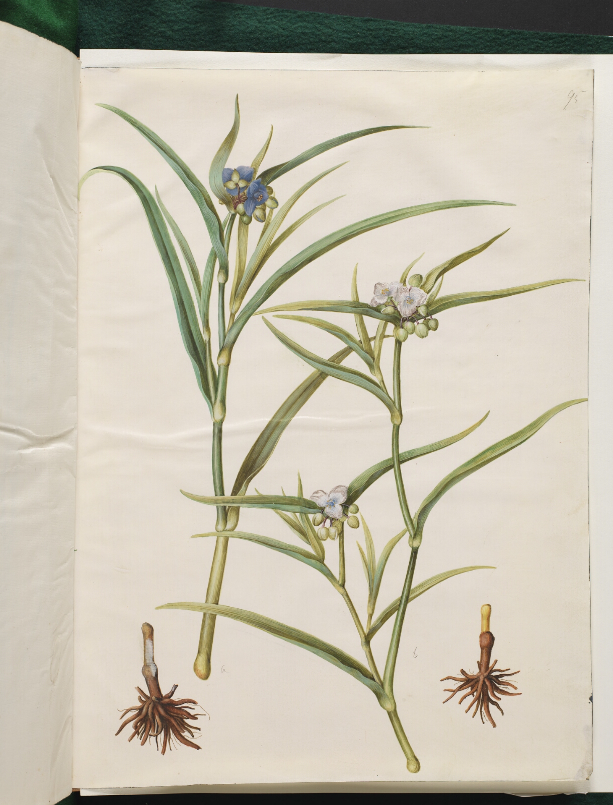 Hans Simon Holtzbecker, Tradescantia virginiana eller Tradescantia ohiensis (blomsterjøde eller ohio-blomsterjøde)