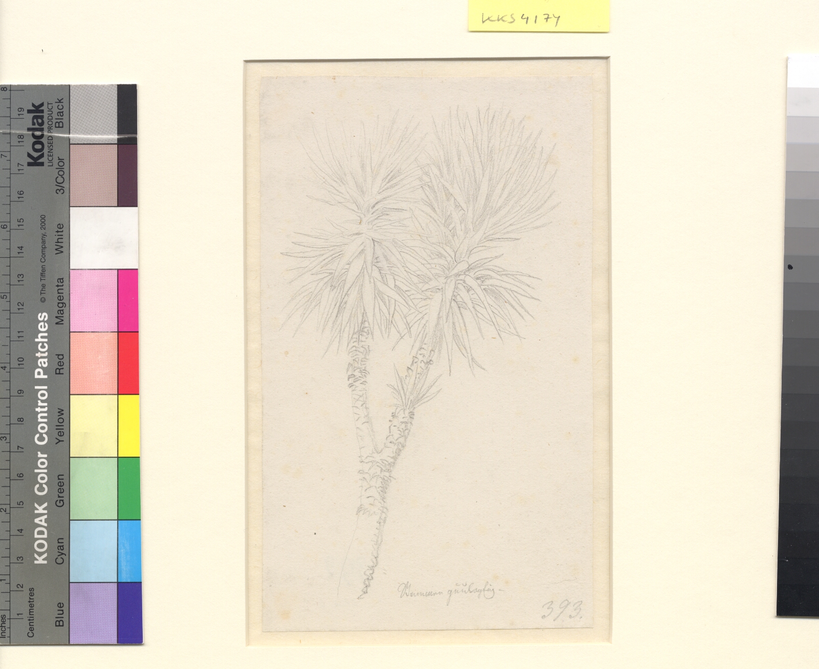 C.W. Eckersberg, Et palmetræ