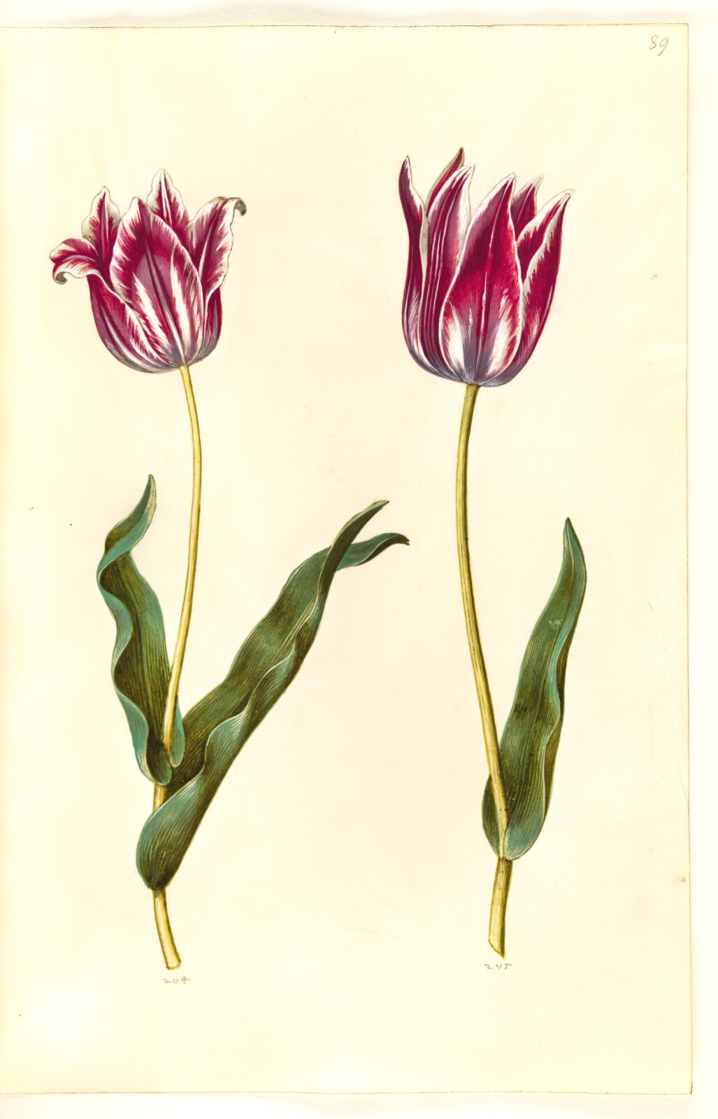 Hans Simon Holtzbecker, Tulipa gesneriana (have-tulipan)