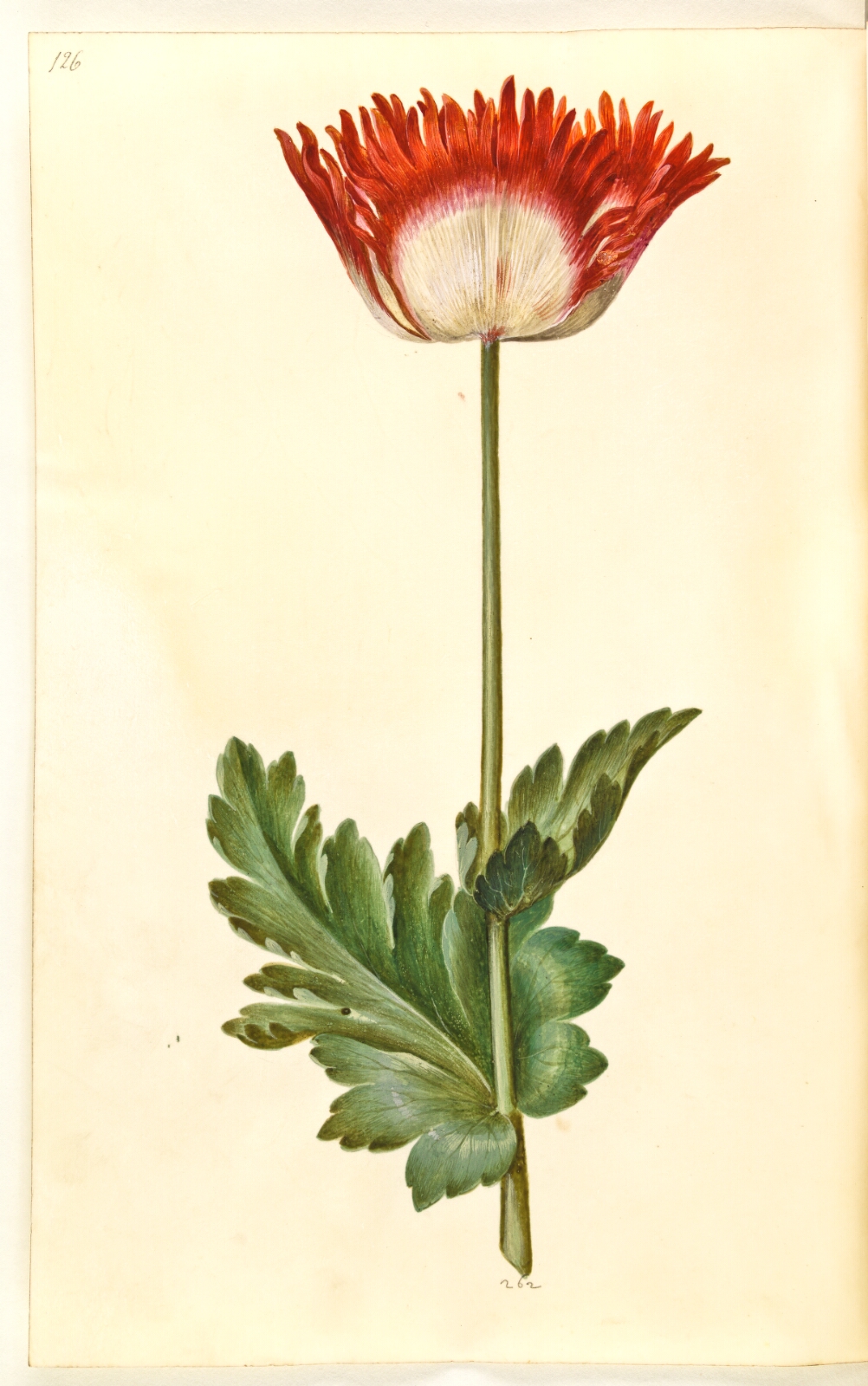 Hans Simon Holtzbecker, Papaver somniferum (opium-valmue)