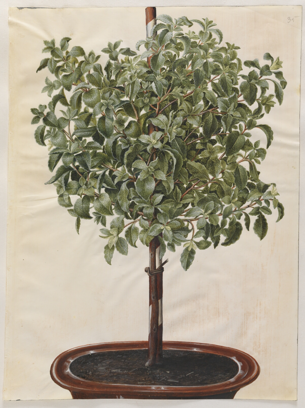 Hans Simon Holtzbecker, Cistus creticus (kreta-soløjetræ)
