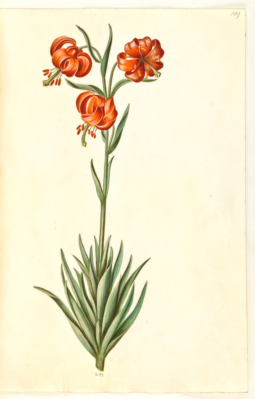 Hans Simon Holtzbecker, Lilium pomponium (pompon-lilje)