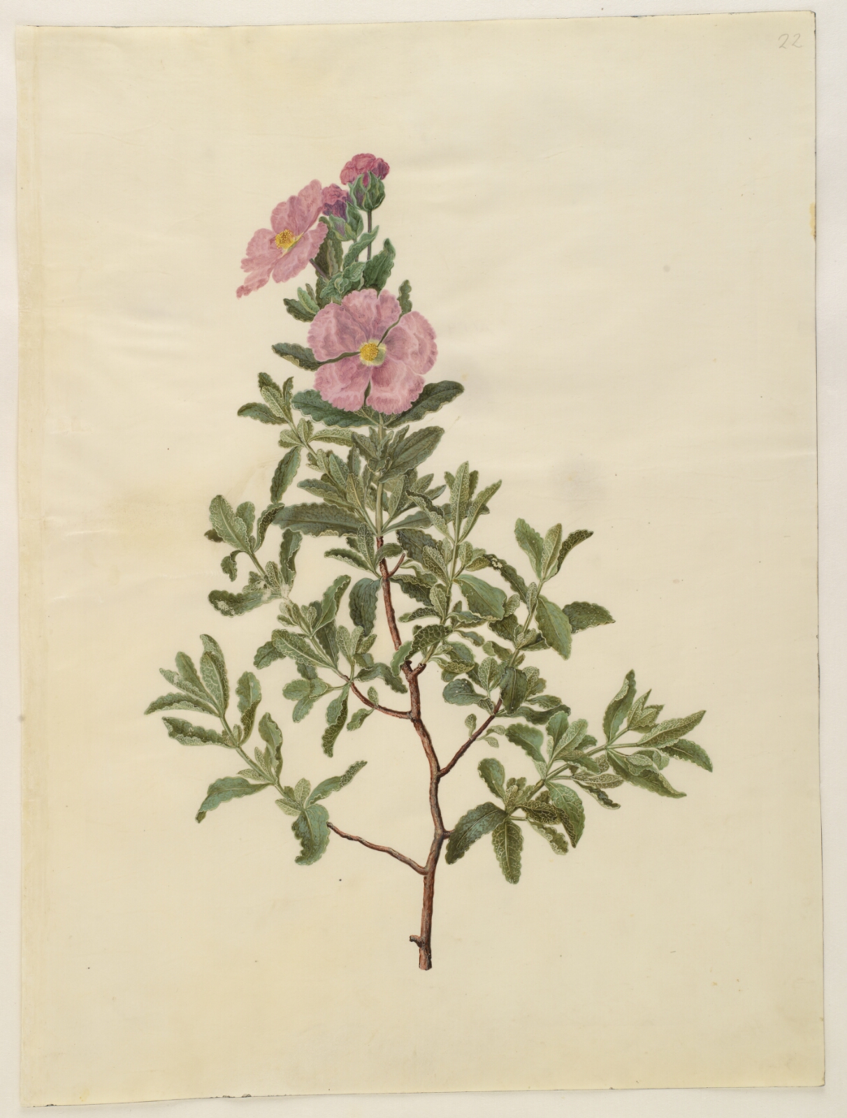 Hans Simon Holtzbecker, Cistus creticus (kreta-soløjetræ)