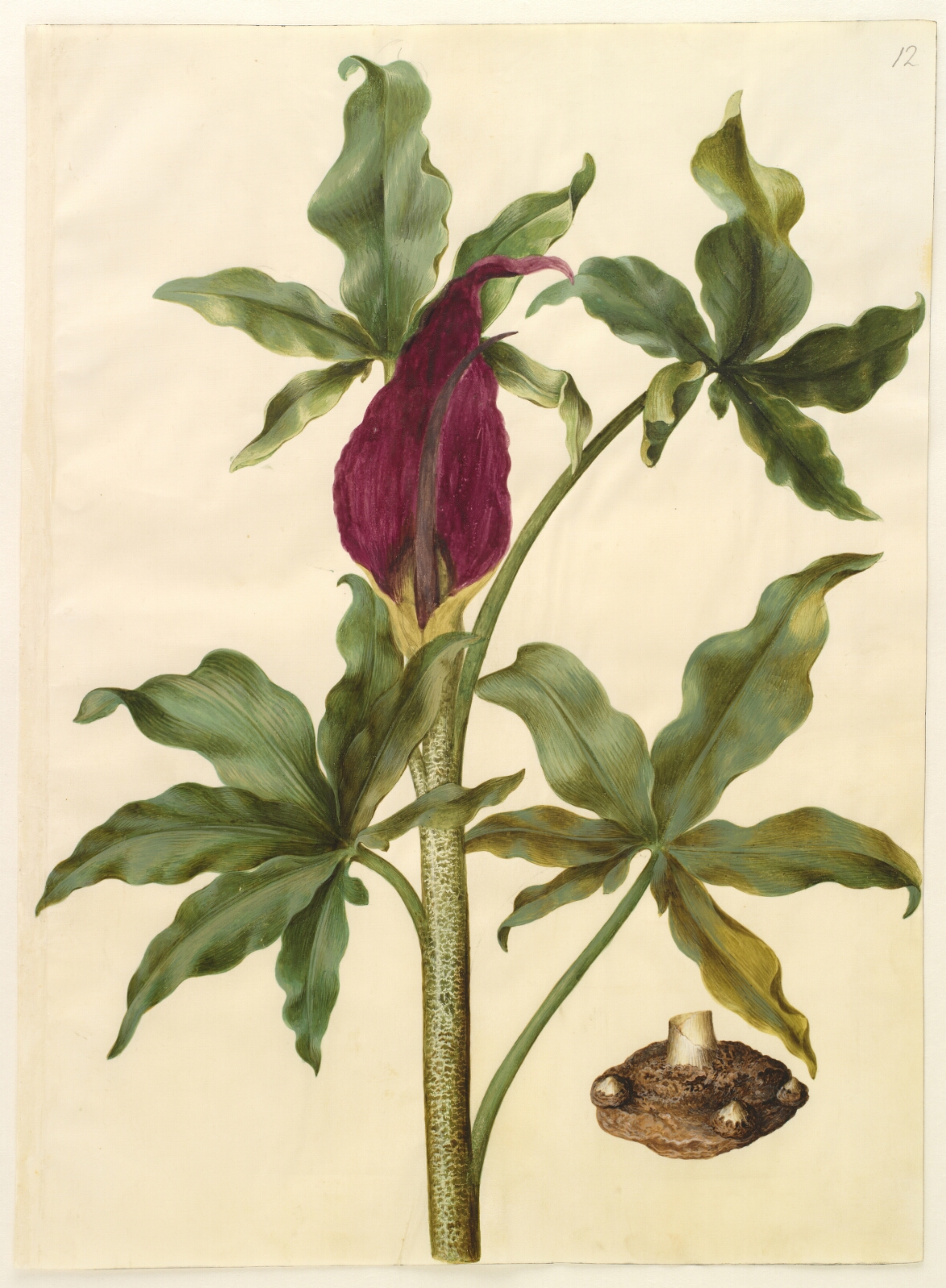 Hans Simon Holtzbecker, Dracunculus vulgaris (almindelig dragerod)
