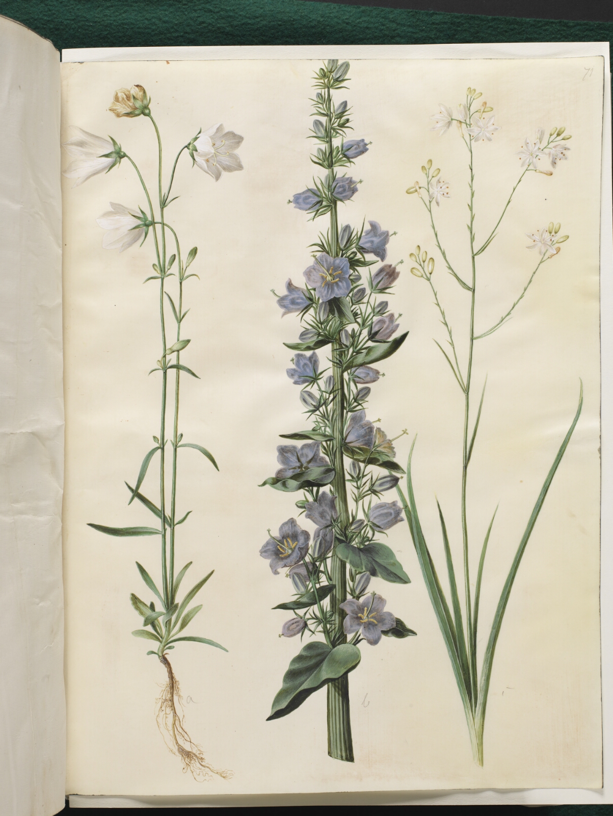 Hans Simon Holtzbecker, Campanula persicifolia (smalbladet klokke); Campanula pyramidalis (pyramide-klokke); Anthericum ramosum (grenet edderkopurt)