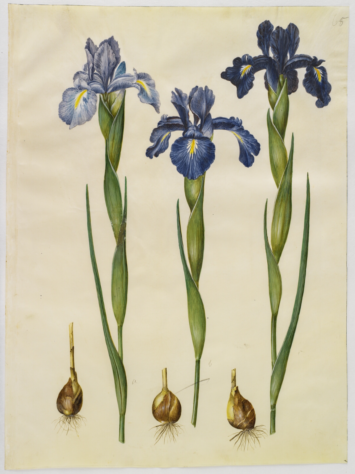 Hans Simon Holtzbecker, Iris latifolia (engelsk iris)