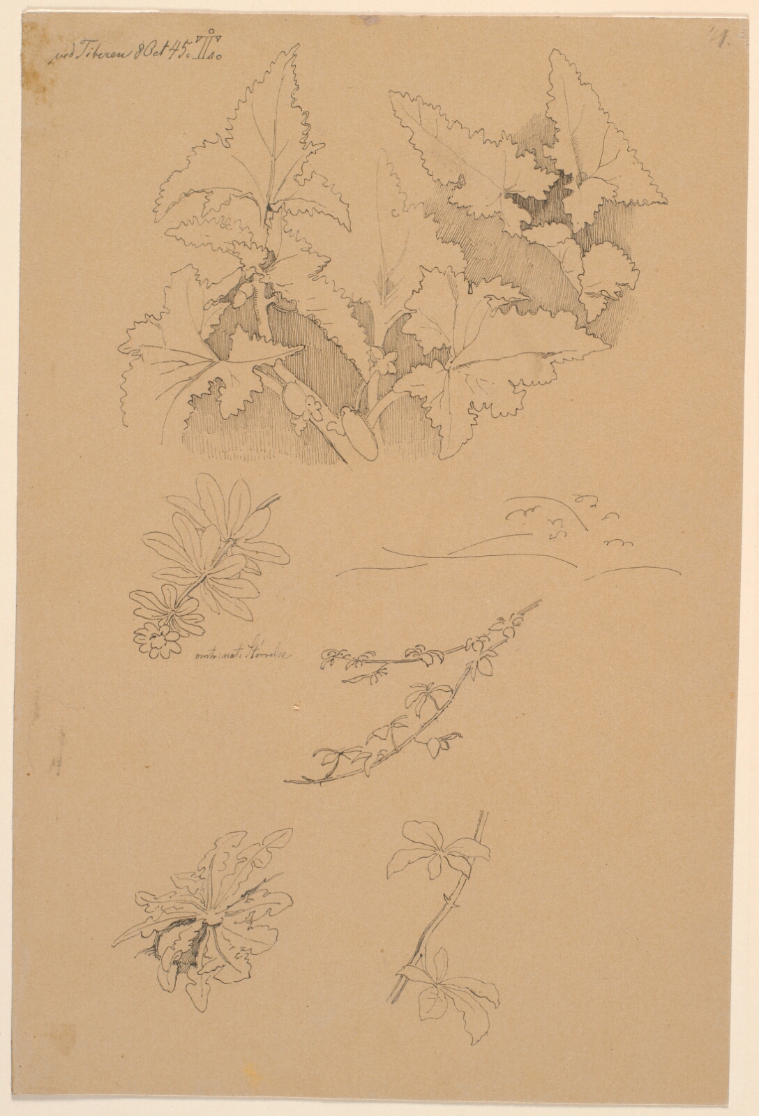Johan Thomas Lundbye, Blad- og blomsterstudier