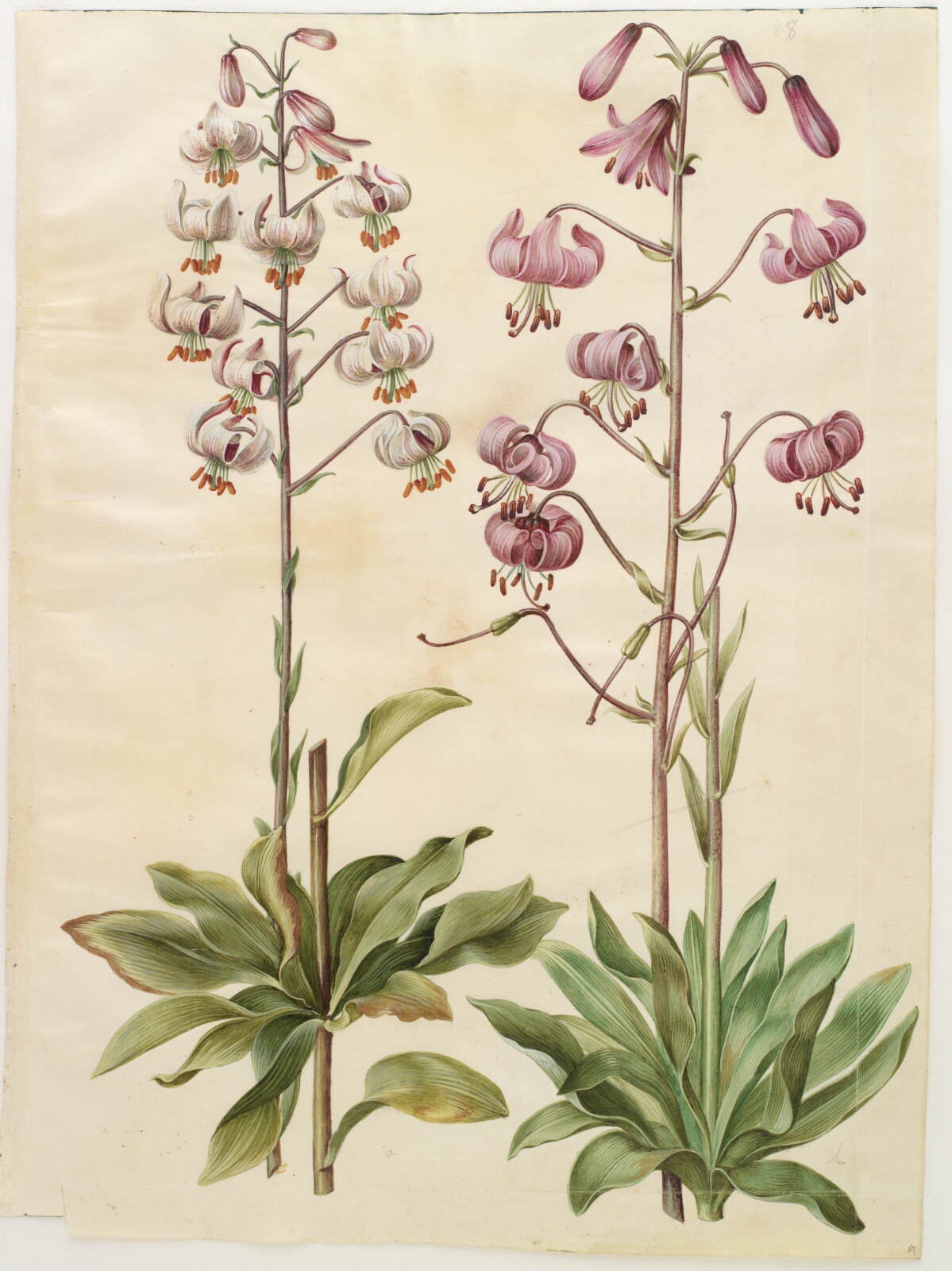Hans Simon Holtzbecker, Lilium martagon (krans-lilje)