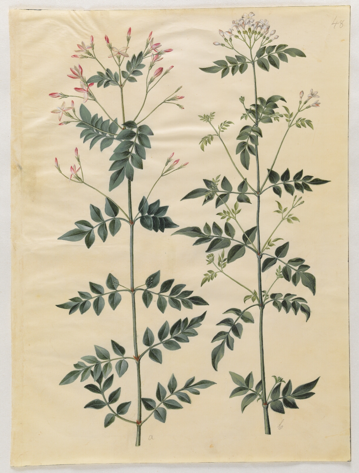 Hans Simon Holtzbecker, Jasminum officinale (læge-jasmin)