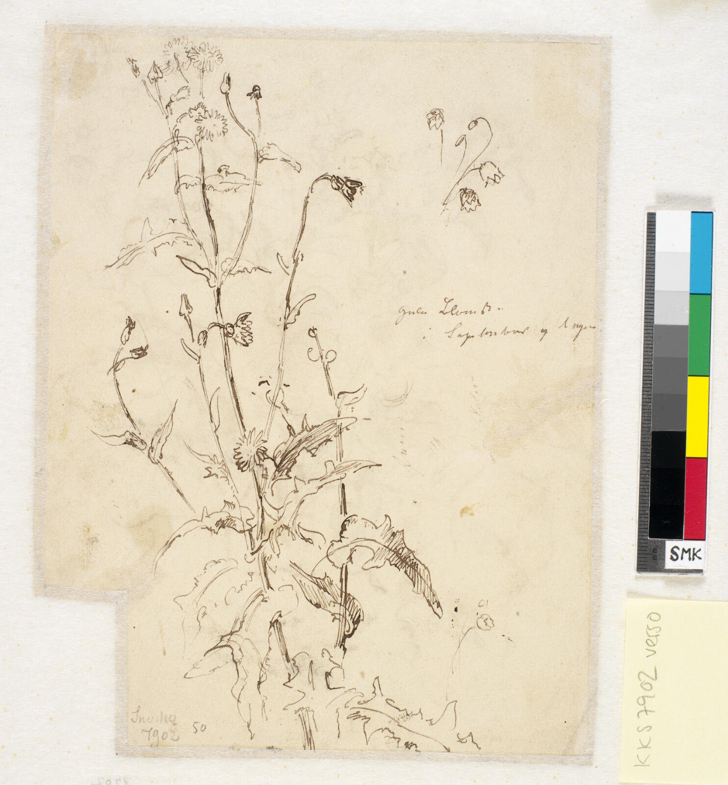 Dankvart Dreyer, Plantestudier