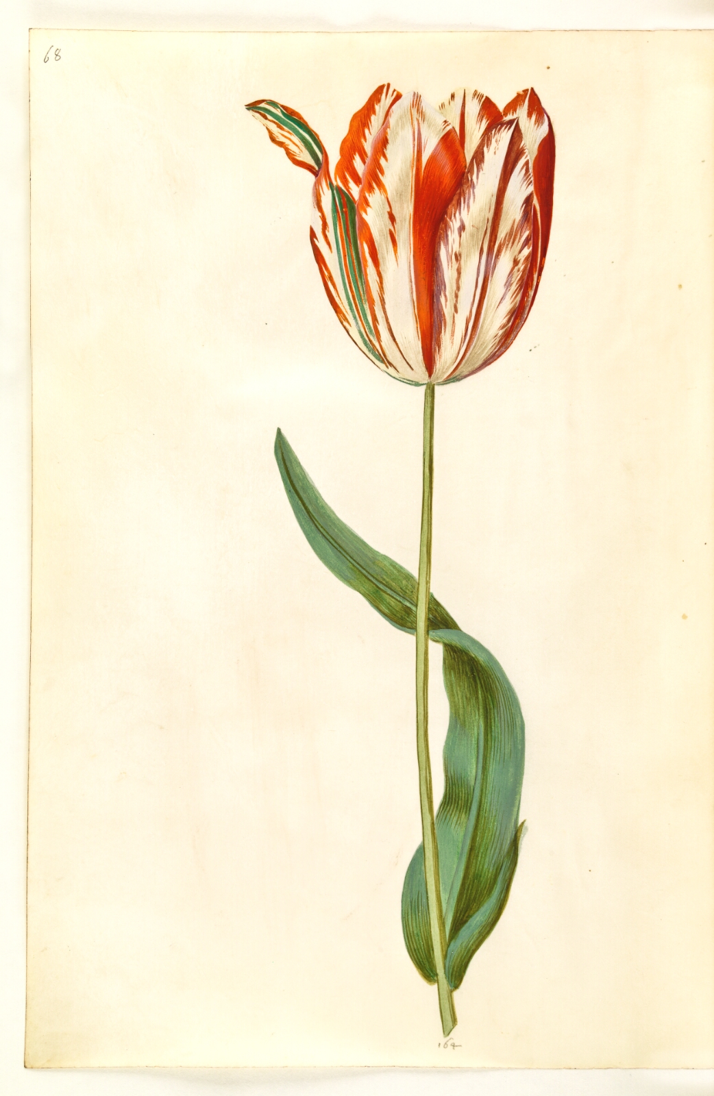 Hans Simon Holtzbecker, Tulipa gesneriana (have-tulipan)