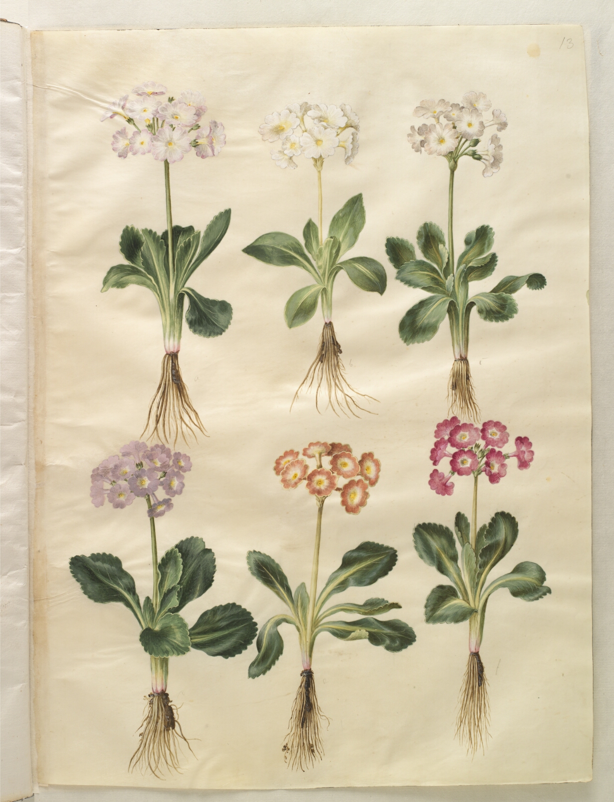 Hans Simon Holtzbecker, Primula ×pubescens (have-aurikel)
