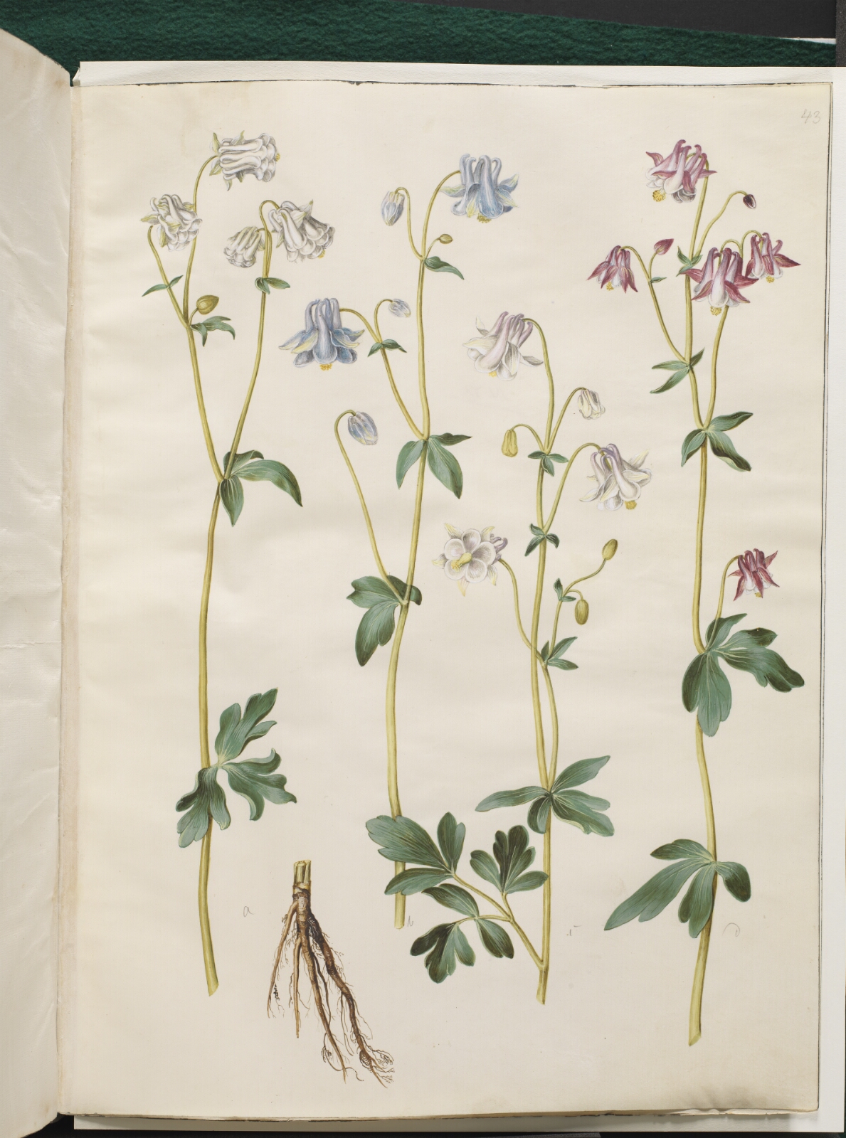 Hans Simon Holtzbecker, Aquilegia vulgaris (almindelig akeleje)