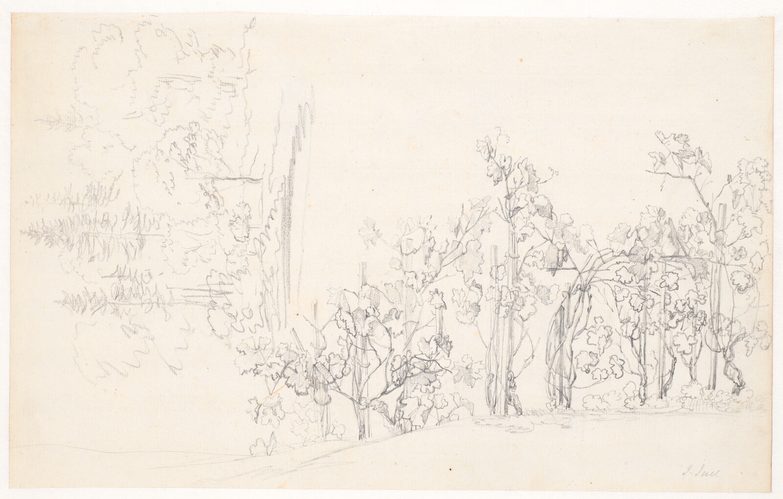 Jens Juel, Studie af vinstokke