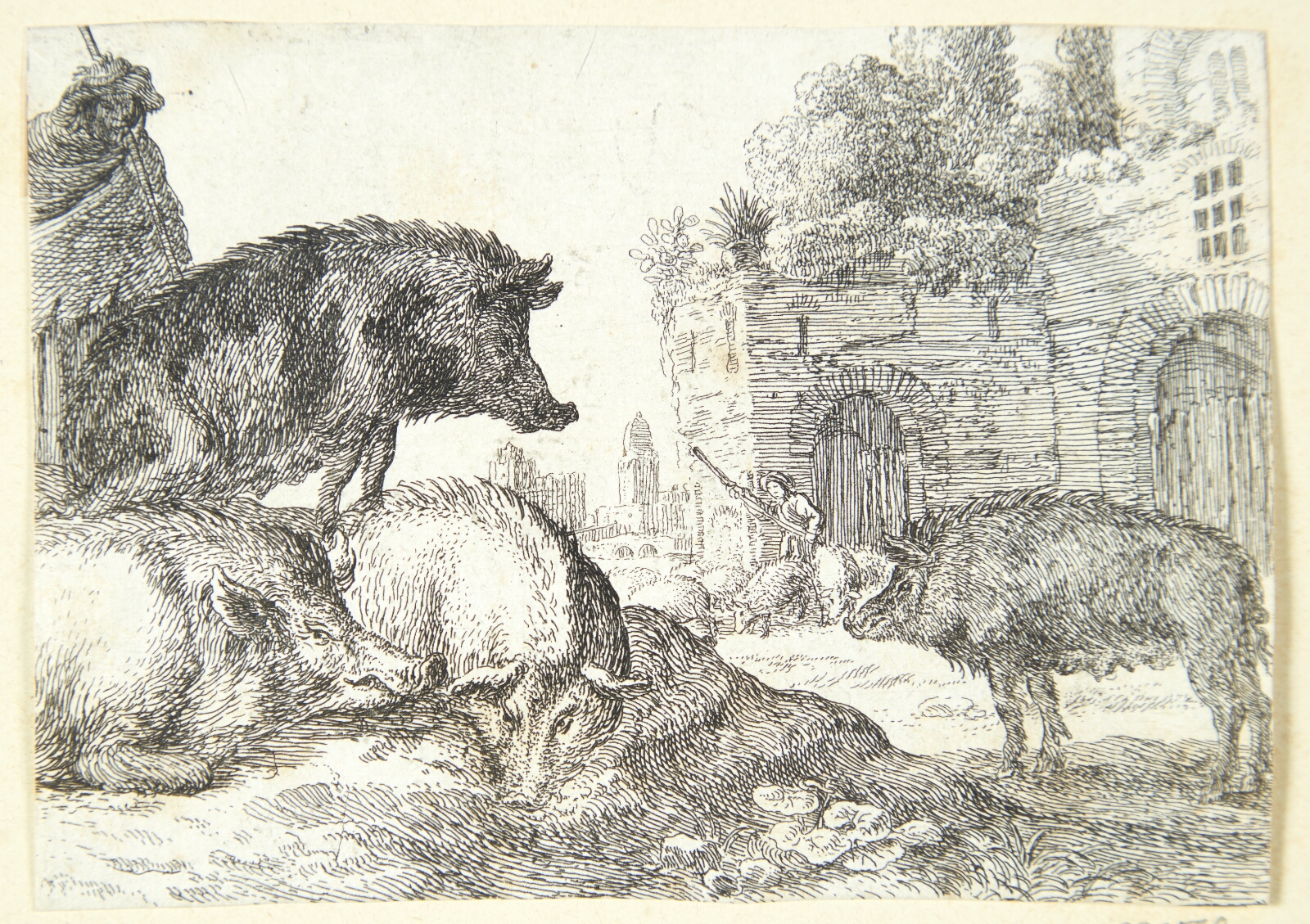 Herman van Swanevelt, Svin