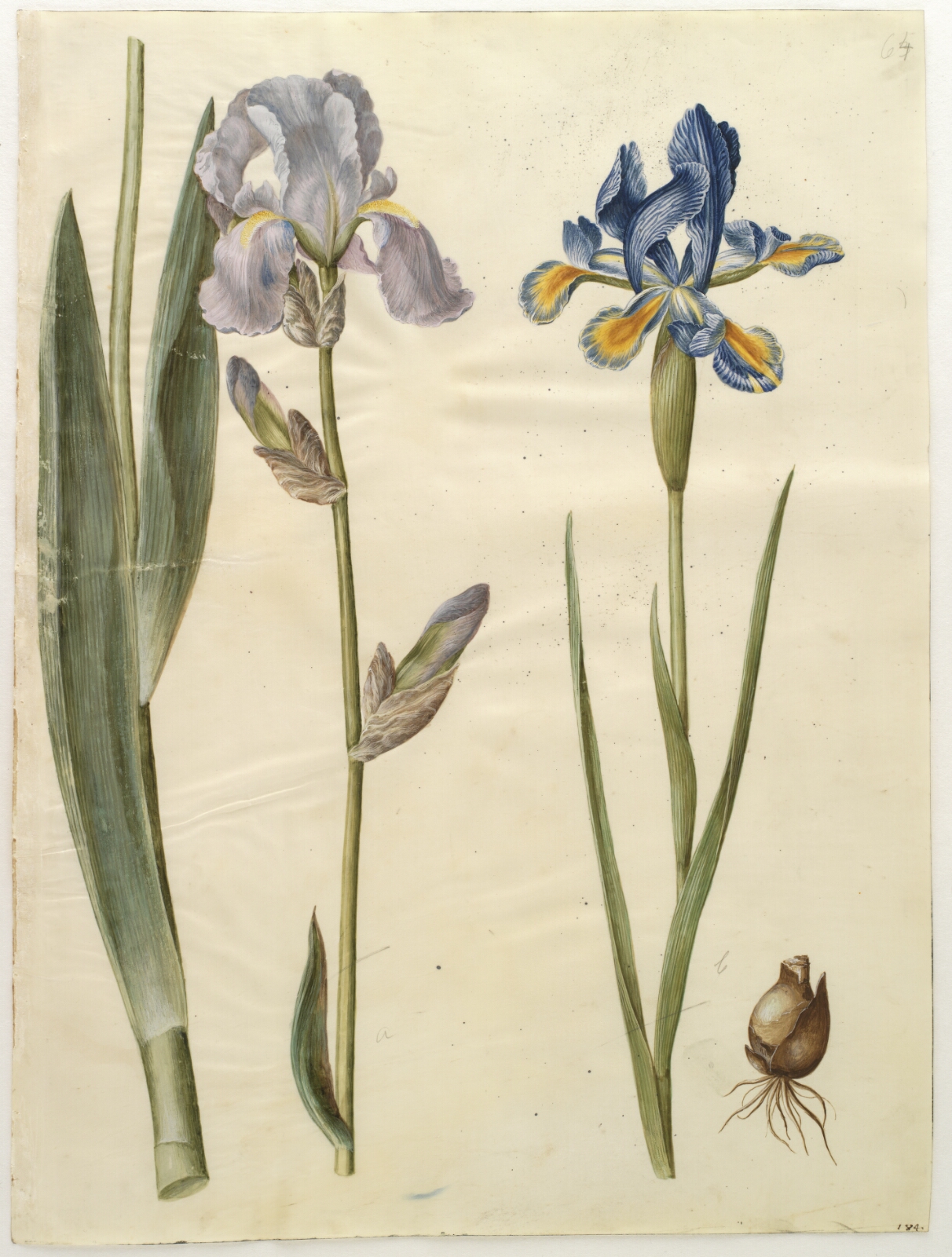 Hans Simon Holtzbecker, Iris ×germanica (have-iris); Iris xiphium (spansk iris)