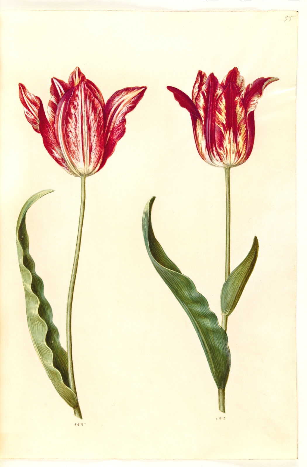 Hans Simon Holtzbecker, Tulipa gesneriana (have-tulipan)