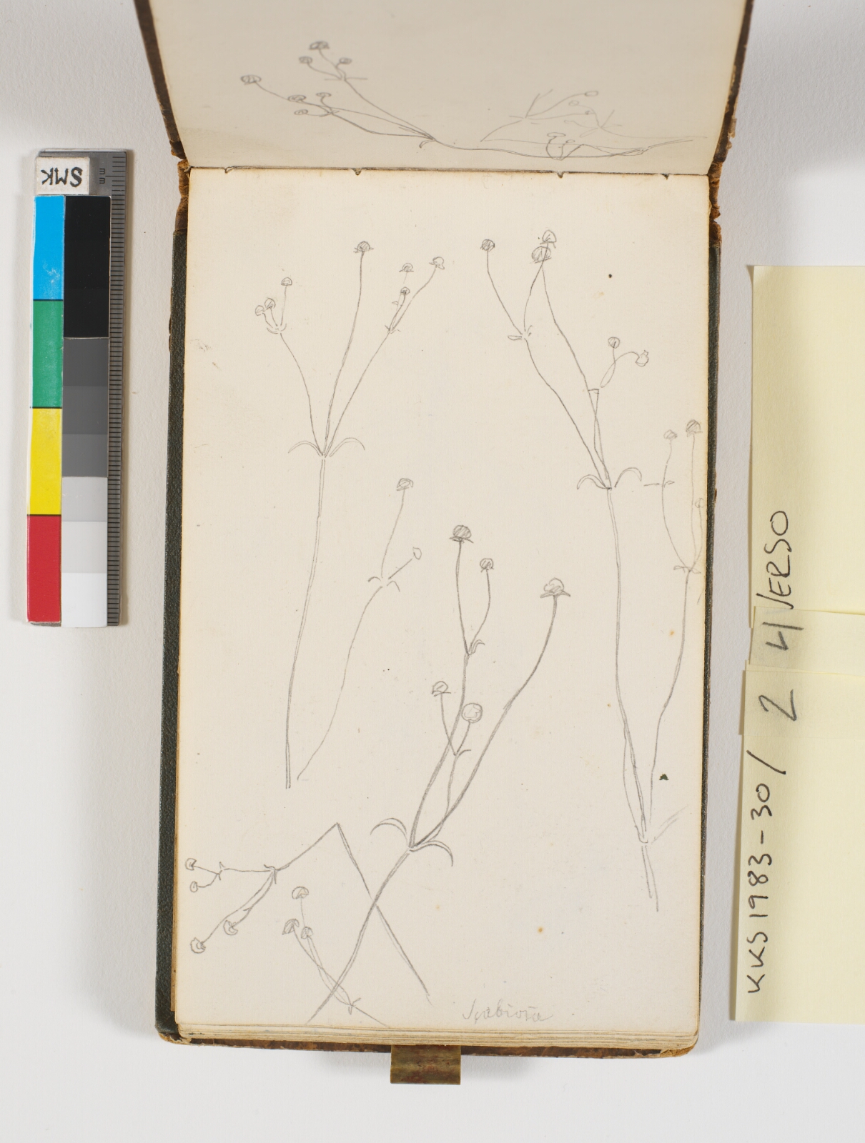 P.C. Skovgaard, Plantestudier