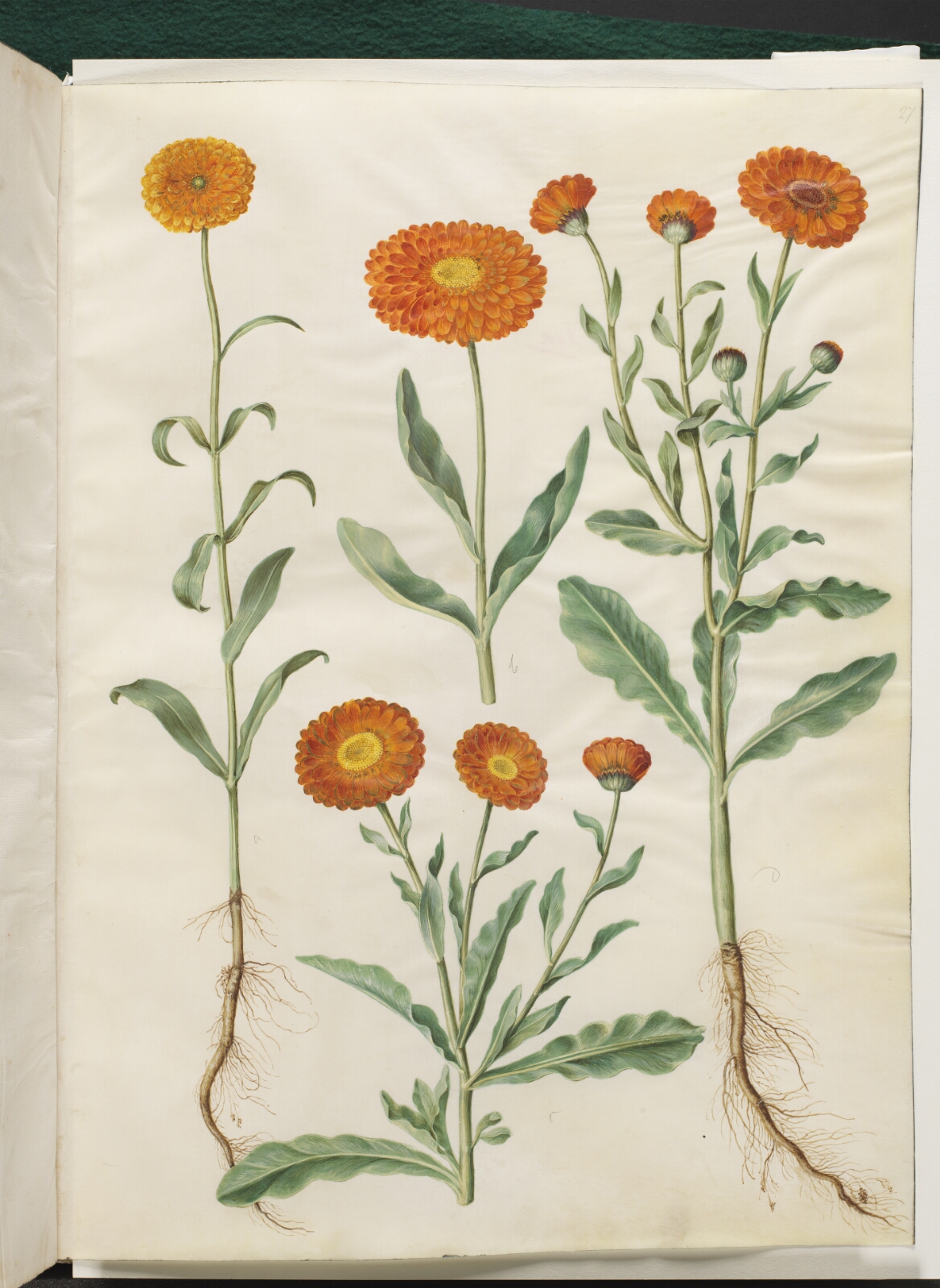 Hans Simon Holtzbecker, Calendula officinalis (have-morgenfrue)