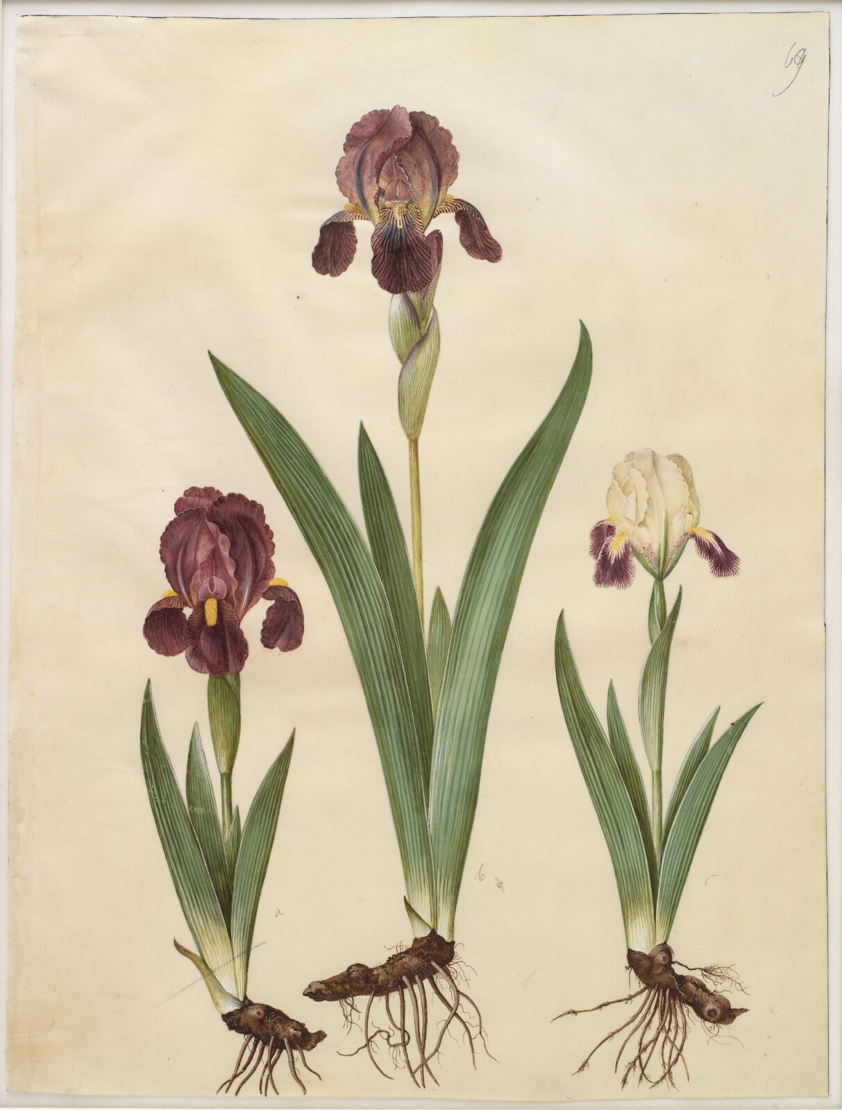 Hans Simon Holtzbecker, Iris ×lurida (iris-hybrid)