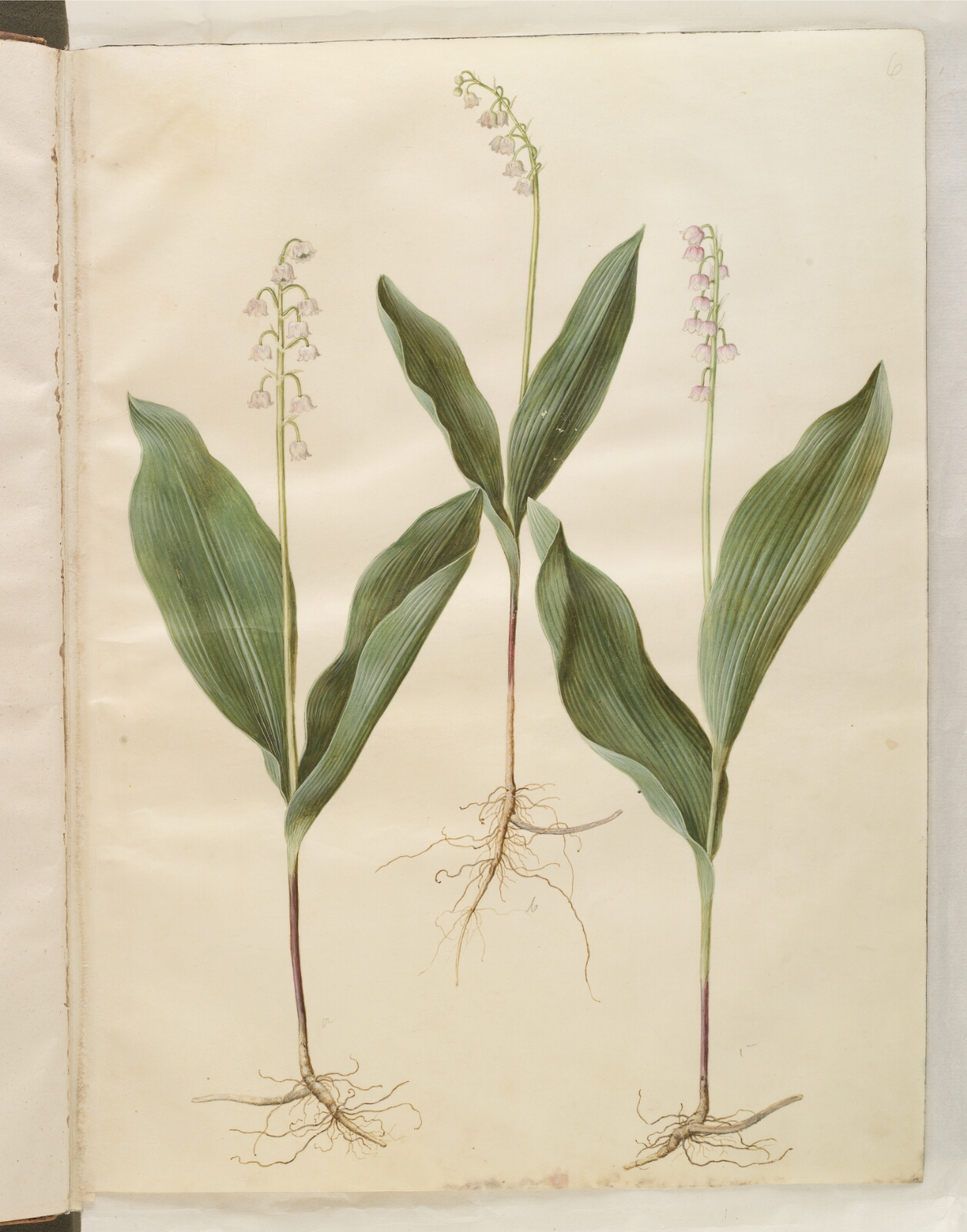 Hans Simon Holtzbecker, Convallaria majalis (liljekonval); Convallaria majalis (varietet af liljekonval)