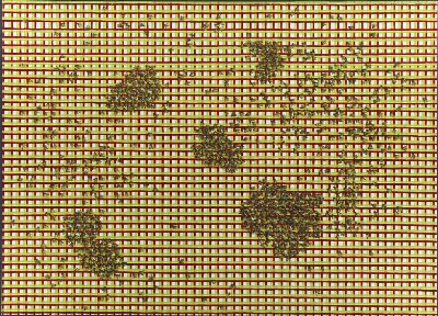 A Swarm of Bees on a Chequered Background