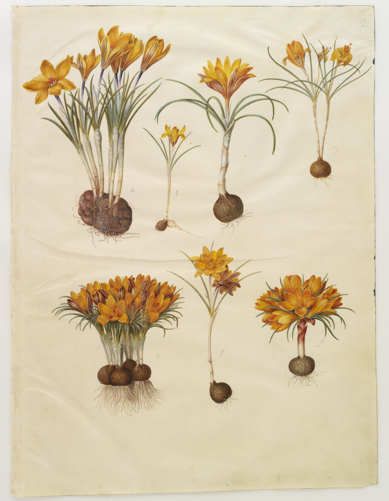 Hans Simon Holtzbecker, Crocus angustifolius (balkan-krokus)