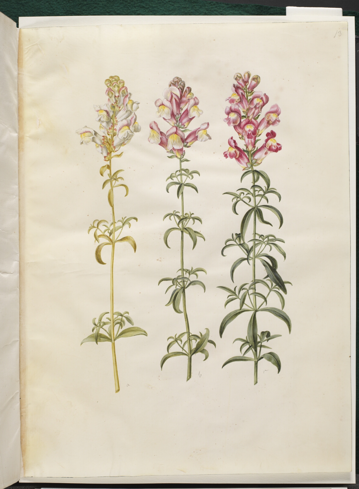 Hans Simon Holtzbecker, Antirrhinum majus (have-løvemund)