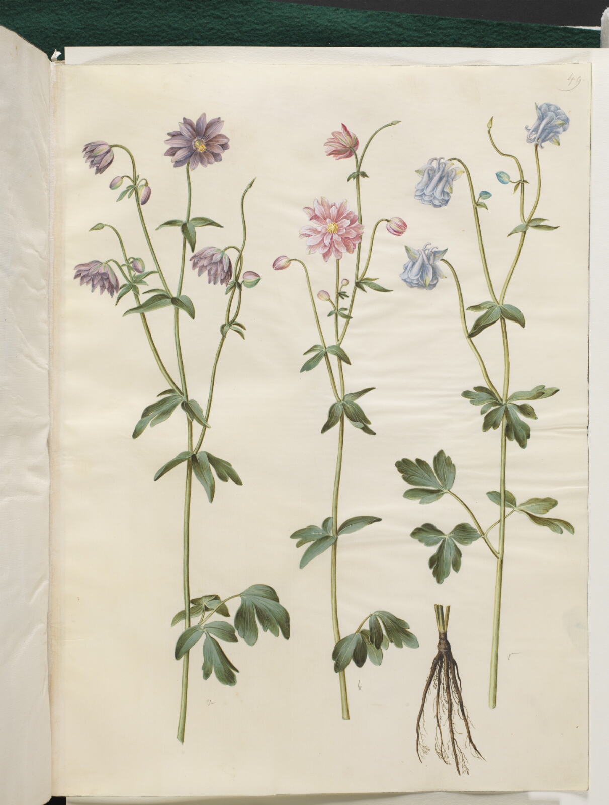 Hans Simon Holtzbecker, Aquilegia vulgaris (almindelig akeleje)