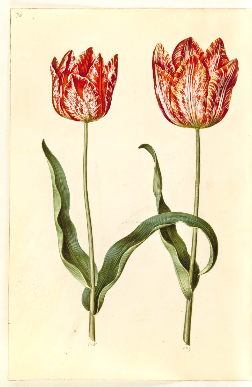 Hans Simon Holtzbecker, Tulipa gesneriana (have-tulipan)