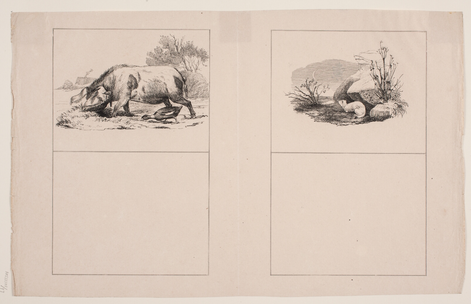 Adolph Kittendorff, Svinet og anden; Lækatten