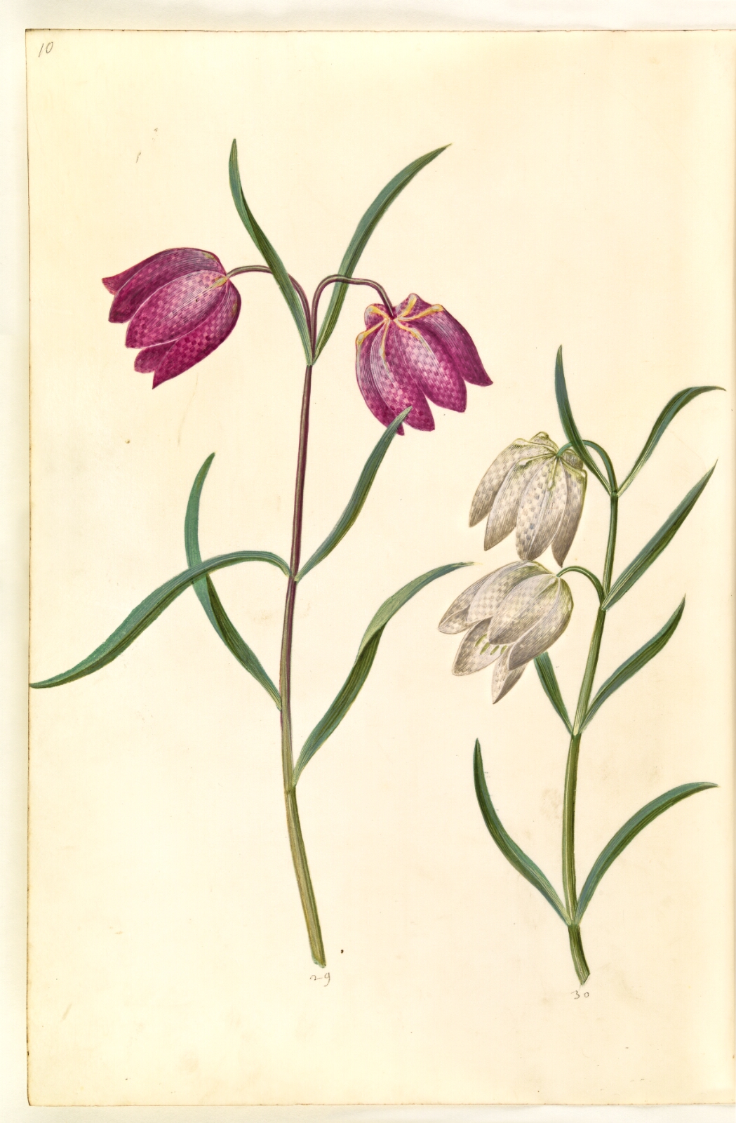 Hans Simon Holtzbecker, Fritillaria meleagris (almindelig vibeæg)