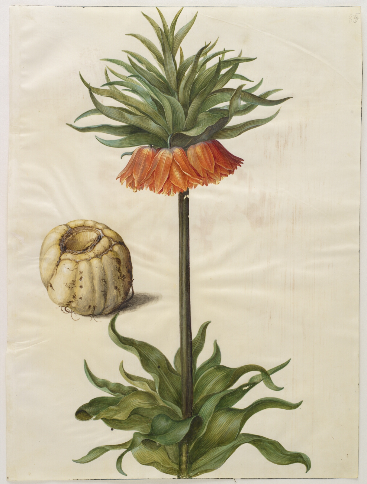 Hans Simon Holtzbecker, Fritillaria imperialis (kejserkrone)