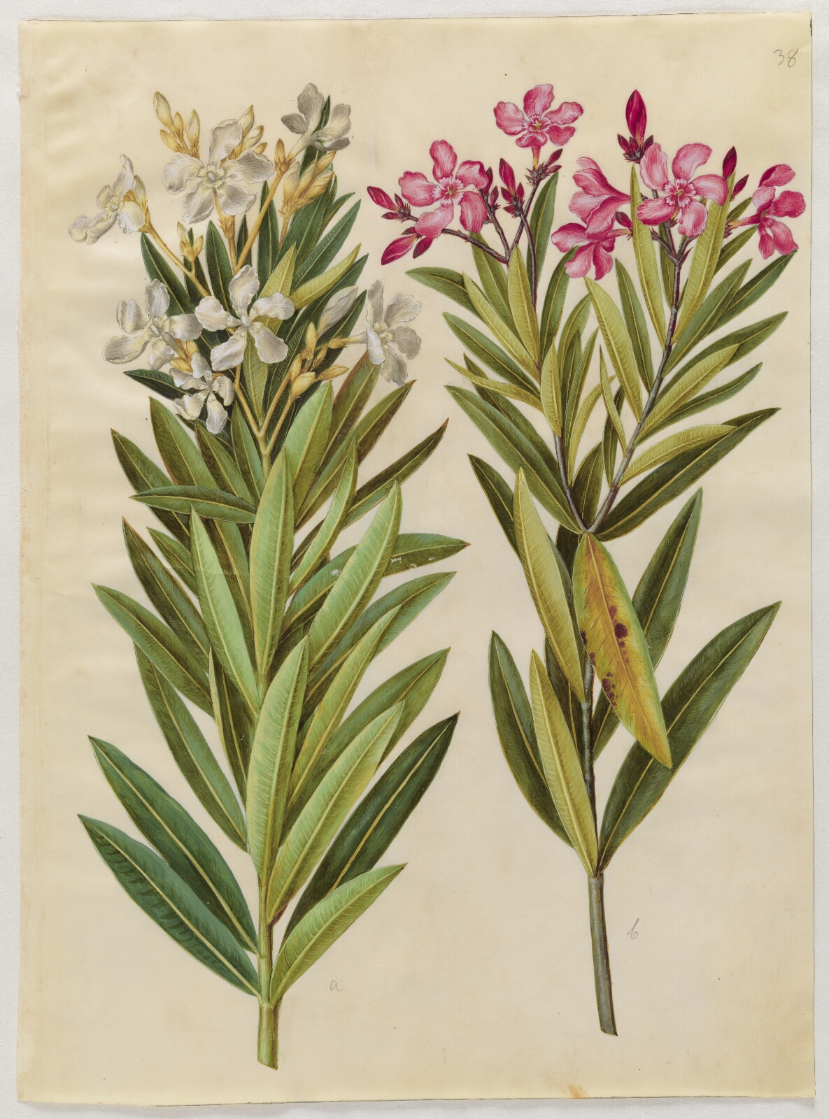Hans Simon Holtzbecker, Nerium oleander (nerie)