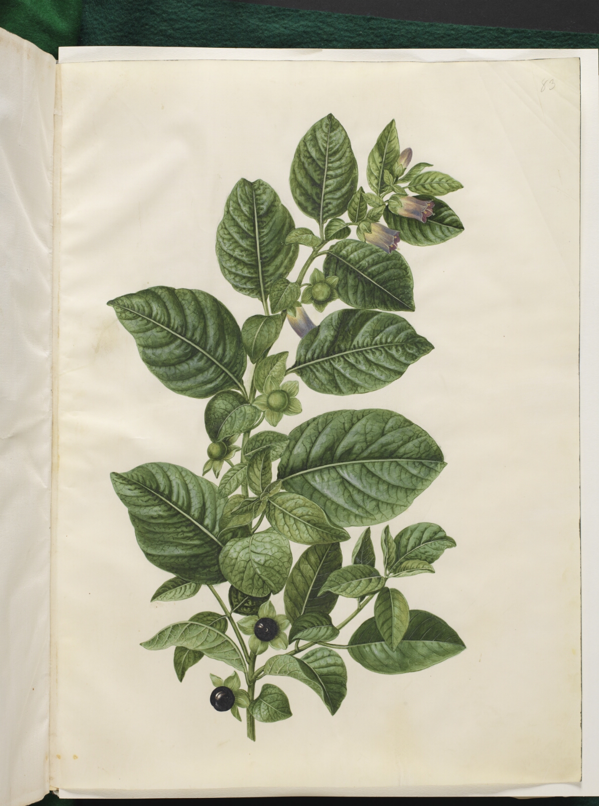 Hans Simon Holtzbecker, Atropa belladonna (galnebær)