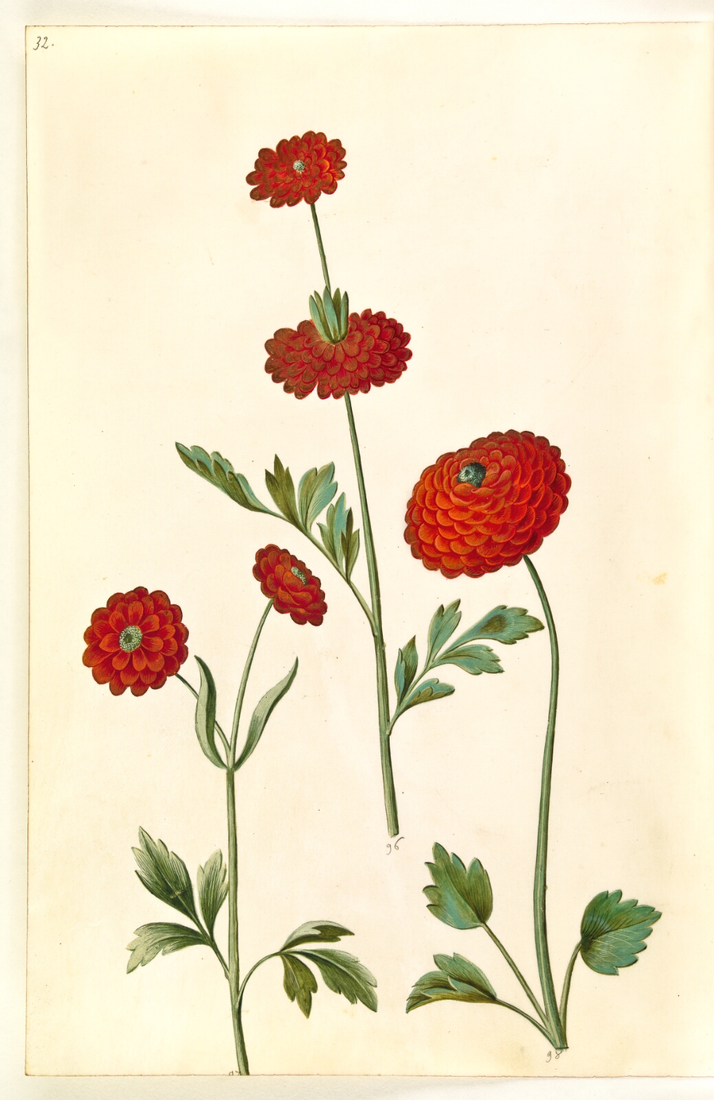 Hans Simon Holtzbecker, Ranunculus asiaticus (have-ranunkel)