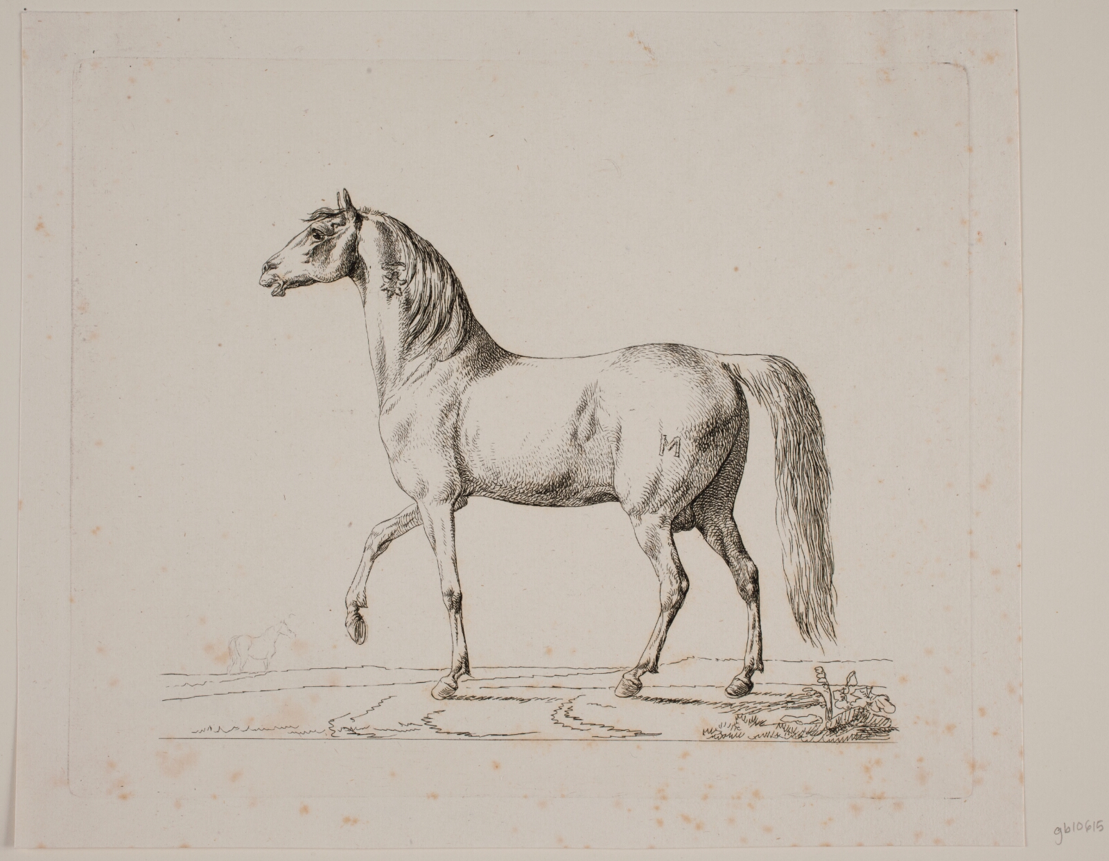 Christian David Gebauer, En hingst