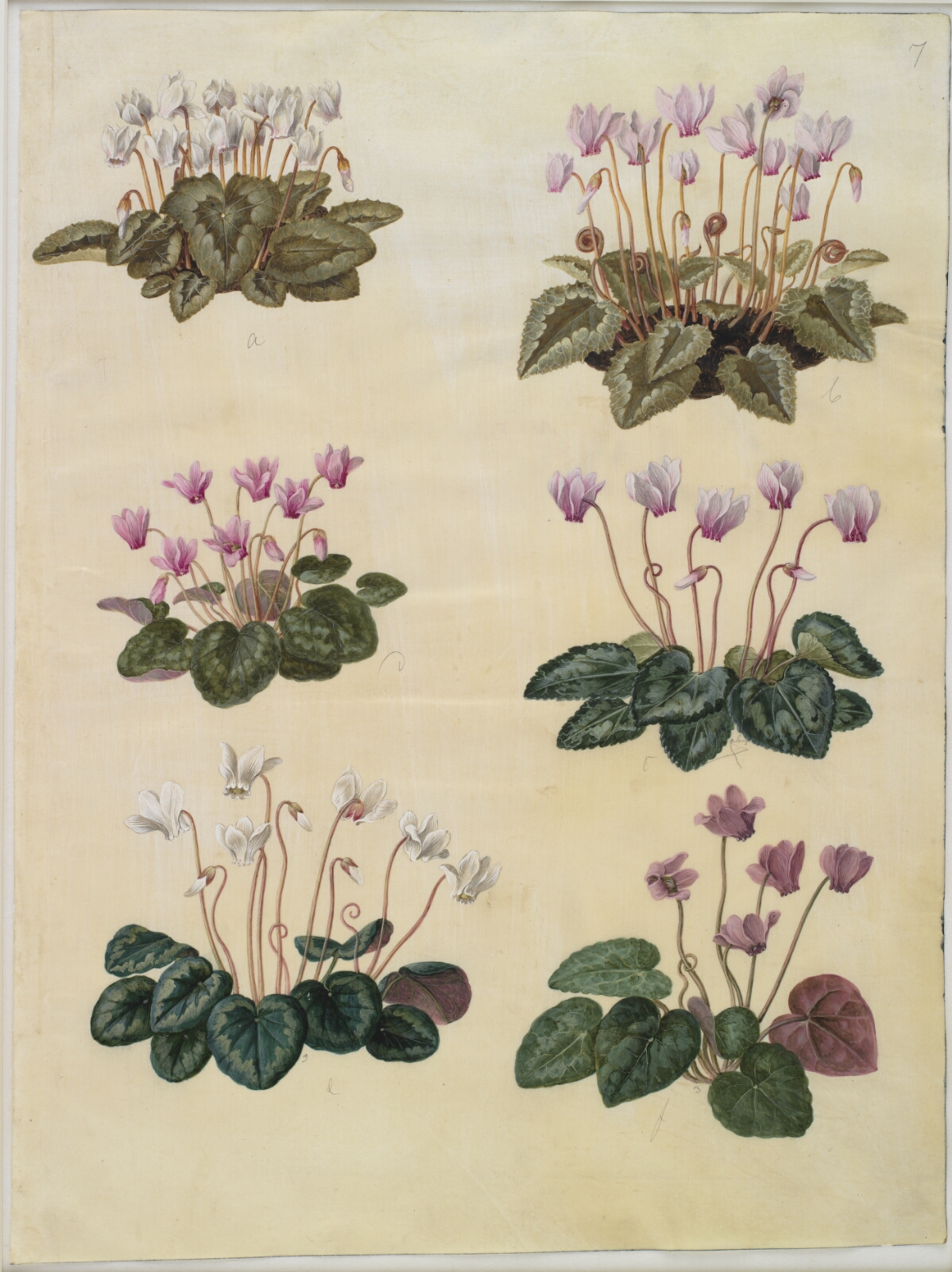 Hans Simon Holtzbecker, Cyclamen hederifolium (vedbendbladet alpeviol); Cyclamen purpurascens (ægte alpeviol)