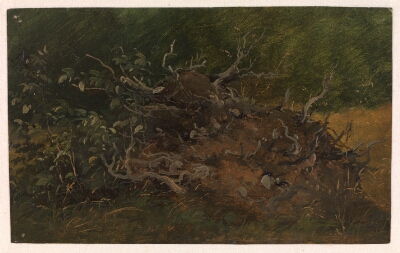 Study of a Tree Stump