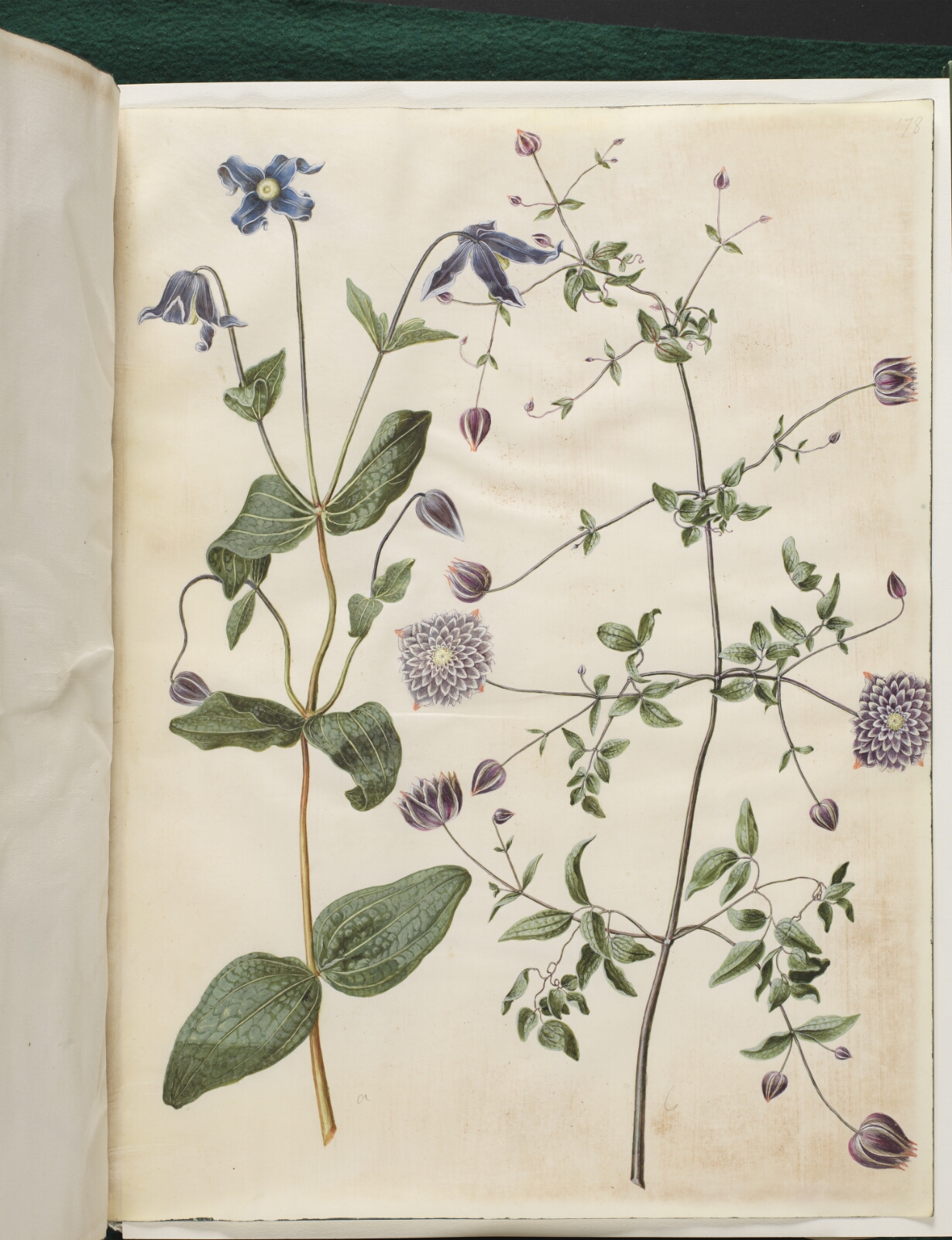Hans Simon Holtzbecker, Clematis integrifolia (blå staudeklematis); Clematis viticella (italiensk skovranke)